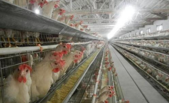 夏季雞舍通風(fēng)注意事項(xiàng)